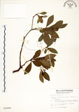 中文名:恆春楨楠(S012429)學名:Machilus obovatifolia (Hayata) Kanehira & Sasaki(S012429)英文名:Obovate-leaved Machilus