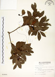 中文名:恆春楨楠(S012431)學名:Machilus obovatifolia (Hayata) Kanehira & Sasaki(S012431)英文名:Obovate-leaved Machilus