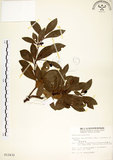 中文名:恆春楨楠(S012432)學名:Machilus obovatifolia (Hayata) Kanehira & Sasaki(S012432)英文名:Obovate-leaved Machilus