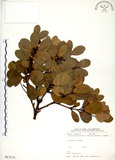 中文名:恆春楨楠(S017171)學名:Machilus obovatifolia (Hayata) Kanehira & Sasaki(S017171)英文名:Obovate-leaved Machilus