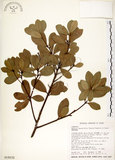 中文名:恆春楨楠(S018232)學名:Machilus obovatifolia (Hayata) Kanehira & Sasaki(S018232)英文名:Obovate-leaved Machilus