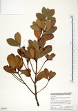 中文名:恆春楨楠(S050437)學名:Machilus obovatifolia (Hayata) Kanehira & Sasaki(S050437)英文名:Obovate-leaved Machilus