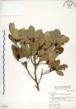 中文名:恆春楨楠(S051092)學名:Machilus obovatifolia (Hayata) Kanehira & Sasaki(S051092)英文名:Obovate-leaved Machilus