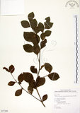 中文名:恆春楨楠(S077389)學名:Machilus obovatifolia (Hayata) Kanehira & Sasaki(S077389)英文名:Obovate-leaved Machilus