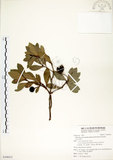 中文名:恆春楨楠(S100412)學名:Machilus obovatifolia (Hayata) Kanehira & Sasaki(S100412)英文名:Obovate-leaved Machilus