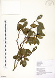 中文名:恆春楨楠(S108902)學名:Machilus obovatifolia (Hayata) Kanehira & Sasaki(S108902)英文名:Obovate-leaved Machilus