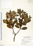 中文名:恆春楨楠(S109710)學名:Machilus obovatifolia (Hayata) Kanehira & Sasaki(S109710)英文名:Obovate-leaved Machilus