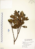 中文名:恆春楨楠(S109721)學名:Machilus obovatifolia (Hayata) Kanehira & Sasaki(S109721)英文名:Obovate-leaved Machilus