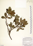 中文名:恆春楨楠(S114434)學名:Machilus obovatifolia (Hayata) Kanehira & Sasaki(S114434)英文名:Obovate-leaved Machilus