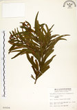 中文名:相思樹(S010224)學名:Acacia confusa Merr.(S010224)英文名:Taiwan Acacia