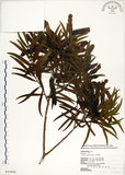 中文名:相思樹(S025900)學名:Acacia confusa Merr.(S025900)英文名:Taiwan Acacia