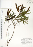 中文名:相思樹(S080289)學名:Acacia confusa Merr.(S080289)英文名:Taiwan Acacia