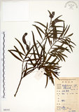 中文名:相思樹(S083352)學名:Acacia confusa Merr.(S083352)英文名:Taiwan Acacia