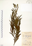 中文名:相思樹(S084203)學名:Acacia confusa Merr.(S084203)英文名:Taiwan Acacia