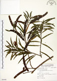 中文名:相思樹(S085488)學名:Acacia confusa Merr.(S085488)英文名:Taiwan Acacia