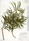 中文名:相思樹(S085713)學名:Acacia confusa Merr.(S085713)英文名:Taiwan Acacia