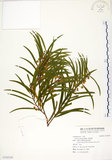 中文名:相思樹(S105355)學名:Acacia confusa Merr.(S105355)英文名:Taiwan Acacia