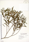 中文名:相思樹(S108161)學名:Acacia confusa Merr.(S108161)英文名:Taiwan Acacia