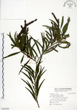 中文名:相思樹(S125224)學名:Acacia confusa Merr.(S125224)英文名:Taiwan Acacia