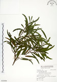 中文名:相思樹(S125494)學名:Acacia confusa Merr.(S125494)英文名:Taiwan Acacia