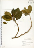 中文名:灰莉(S018192)學名:Fagraea ceilanica Thunb.(S018192)英文名:Sasaki Fagraea