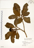 中文名:灰莉(S036596)學名:Fagraea ceilanica Thunb.(S036596)英文名:Sasaki Fagraea
