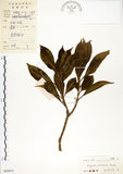 中文名:灰莉(S043672)學名:Fagraea ceilanica Thunb.(S043672)英文名:Sasaki Fagraea