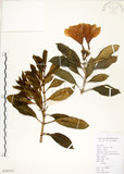 中文名:灰莉(S101541)學名:Fagraea ceilanica Thunb.(S101541)英文名:Sasaki Fagraea