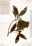 中文名:灰莉(S103133)學名:Fagraea ceilanica Thunb.(S103133)英文名:Sasaki Fagraea