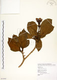 中文名:灰莉(S110341)學名:Fagraea ceilanica Thunb.(S110341)英文名:Sasaki Fagraea