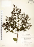 中文名:九芎(S013172)學名:Lagerstroemia subcostata Koehne(S013172)英文名:Subcostate Crape Myrtle