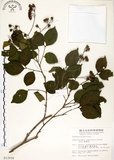 中文名:九芎(S013938)學名:Lagerstroemia subcostata Koehne(S013938)英文名:Subcostate Crape Myrtle