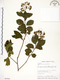 中文名:九芎(S015543)學名:Lagerstroemia subcostata Koehne(S015543)英文名:Subcostate Crape Myrtle