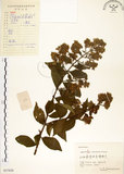 中文名:九芎(S057650)學名:Lagerstroemia subcostata Koehne(S057650)英文名:Subcostate Crape Myrtle