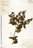 中文名:九芎(S062081)學名:Lagerstroemia subcostata Koehne(S062081)英文名:Subcostate Crape Myrtle