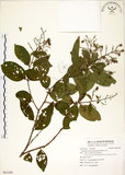 中文名:九芎(S091699)學名:Lagerstroemia subcostata Koehne(S091699)英文名:Subcostate Crape Myrtle