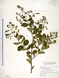 中文名:九芎(S092219)學名:Lagerstroemia subcostata Koehne(S092219)英文名:Subcostate Crape Myrtle