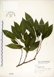 中文名:菲律賓榕(S001479)學名:Ficus ampelas Burm. f.(S001479)英文名:Kings Fig