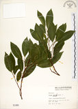 中文名:菲律賓榕(S001480)學名:Ficus ampelas Burm. f.(S001480)英文名:Kings Fig