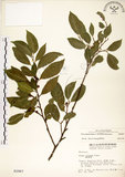 中文名:菲律賓榕(S002967)學名:Ficus ampelas Burm. f.(S002967)英文名:Kings Fig