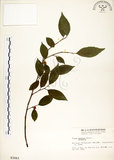 中文名:菲律賓榕(S003063)學名:Ficus ampelas Burm. f.(S003063)英文名:Kings Fig