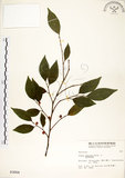 中文名:菲律賓榕(S003064)學名:Ficus ampelas Burm. f.(S003064)英文名:Kings Fig