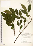 中文名:菲律賓榕(S003366)學名:Ficus ampelas Burm. f.(S003366)英文名:Kings Fig