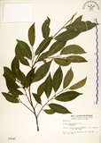 中文名:菲律賓榕(S003545)學名:Ficus ampelas Burm. f.(S003545)英文名:Kings Fig