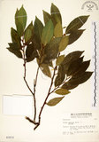 中文名:菲律賓榕(S003572)學名:Ficus ampelas Burm. f.(S003572)英文名:Kings Fig