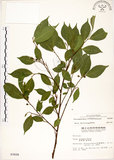 中文名:菲律賓榕(S003608)學名:Ficus ampelas Burm. f.(S003608)英文名:Kings Fig