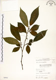 中文名:菲律賓榕(S005953)學名:Ficus ampelas Burm. f.(S005953)英文名:Kings Fig