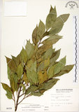 中文名:菲律賓榕(S006328)學名:Ficus ampelas Burm. f.(S006328)英文名:Kings Fig