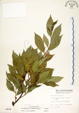 中文名:菲律賓榕(S006330)學名:Ficus ampelas Burm. f.(S006330)英文名:Kings Fig