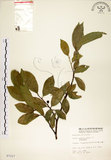 中文名:菲律賓榕(S007227)學名:Ficus ampelas Burm. f.(S007227)英文名:Kings Fig